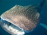 Djibouti - Whale Shark in Djibouti - 10